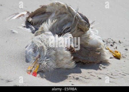 Tote Möwe im Sand des Strandes Stockfoto