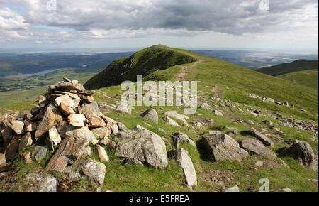 Braun Hecht einen abgelegenen oben auf dem Dove Crag Bergrücken oberhalb Coniston im englischen Lake District Stockfoto