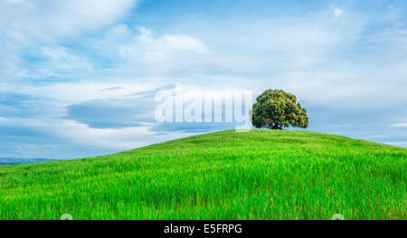 Baum auf der grünen Wiese Stockfoto