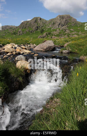 Beinbrech in der Nähe von Seathwaite Tarn, Lake District Stockfoto