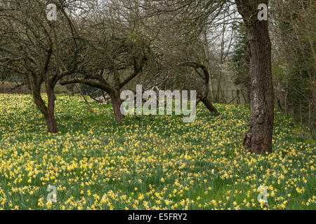 Wilde Narzissen (Narcissus Pseudonarcissus) Gwen und Veras Felder in Dymock Wood, Gloucestershire, UK Stockfoto