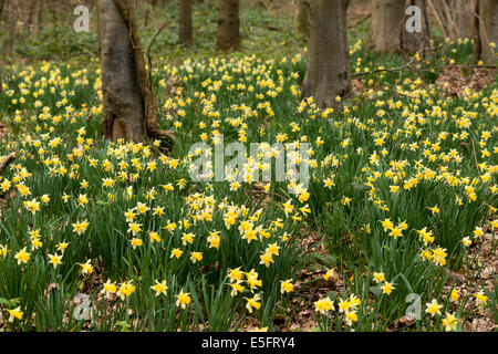 Wilde Narzissen (Narcissus Pseudonarcissus) in Dymock Wood in Gloucestershire, Großbritannien Stockfoto