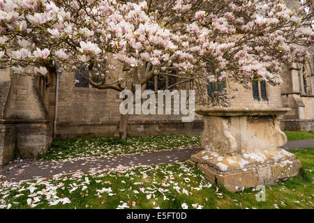 Magnolienbaum auf dem Kirchhof von St. Giles in Uley, Gloucestershire, UK Stockfoto