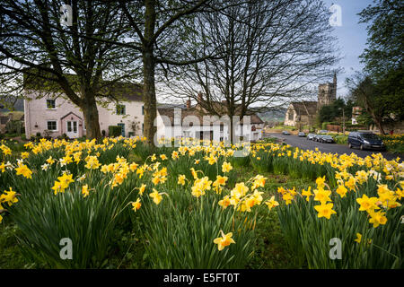 Narzissen in der Cotswold-Dorf Uley in Gloucestershire, Großbritannien Stockfoto