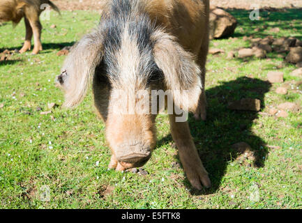 Wildschwein in Baunei, Sardinien, Italien Stockfoto