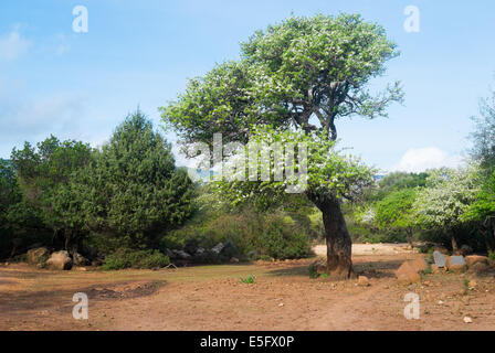 Trekking Trail nach Cala Mariolu, Baunei, Sardinien, Italien Stockfoto