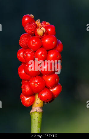 Kuckuck-Pint / Lords-and-ladies (Arum Maculatum) zeigt rote giftige Beeren Stockfoto