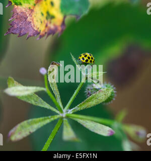 22-Punkt-Marienkäfer (Psyllobora Vigintiduopunctata / Thea Vigintiduopunctata) am Werk Stockfoto