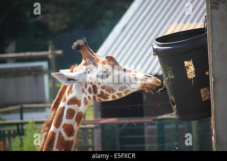 Eine Giraffe im Zoo speist sich aus einem Eimer. Stockfoto