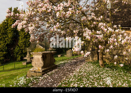 Magnolienbaum auf dem Kirchhof von St. Giles in Uley, Gloucestershire, UK Stockfoto