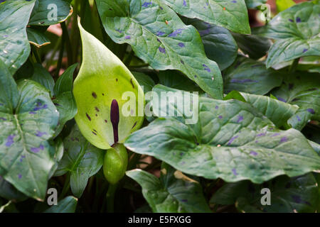 Kuckuck-Pint / Lords-and-ladies (Arum Maculatum) in Blüte Stockfoto