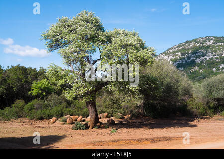 Trekking Trail nach Cala Mariolu, Baunei, Sardinien, Italien Stockfoto