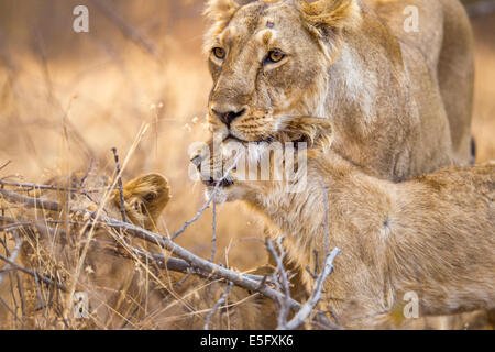 Asiatische Löwen [Panthera Leo Persica] Familie an der Gir Forest, Gujarat in Indien. Stockfoto