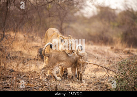 Asiatische Löwen [Panthera Leo Persica] Familie an der Gir Forest, Gujarat in Indien. Stockfoto