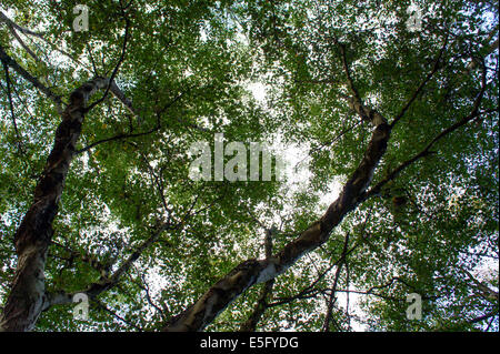 Auf der Suche gerade bis in den Himmel durch zwei Silver Birch Bäume und Äste Stockfoto