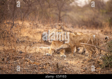 Asiatische Löwen [Panthera Leo Persica] Familie an der Gir Forest, Gujarat in Indien. Stockfoto