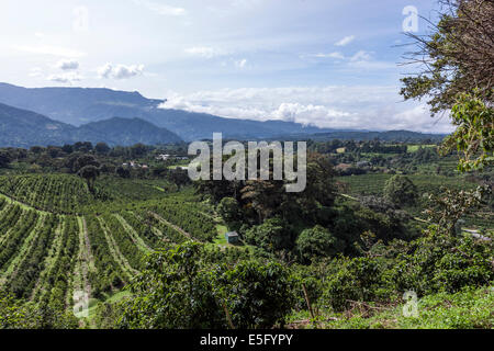 Hotel Finca Lerida Kaffeeplantage und Boutique-Hotel. Boquete Stockfoto