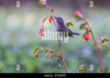 Vogel hängt an einer Pflanze im Hotel Finca Lerida Kaffeeplantage und Boutique-Hotel. Boquete Stockfoto