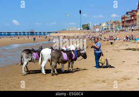 Eselreiten am Strand mit Blick auf North Pier, The Golden Mile, Blackpool, Lancashire, UK Stockfoto