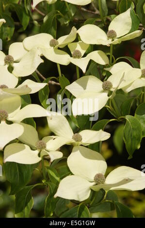 Cornus Kousa var. Chinensis 'China Girl' Stockfoto