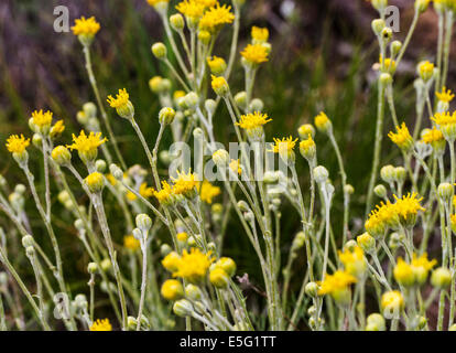 Hymenopappus Filifolius; Asteraceae; Sonnenblume-Familie; Staubige Maiden; Wildblumen in Blüte, zentralen Colorado, USA Stockfoto