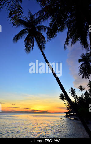 Palmen, gegen Sonnenuntergang, Provinz Gorontalo, Sulawesi, Indonesien Stockfoto