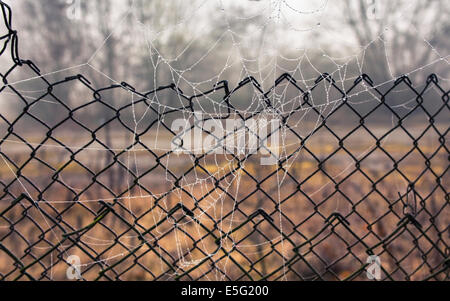 Spinnennetz vor Maschendrahtzaun Stockfoto