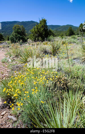 Hymenopappus Filifolius; Asteraceae; Sonnenblume-Familie; Staubige Maiden; Wildblumen in Blüte, zentralen Colorado, USA Stockfoto