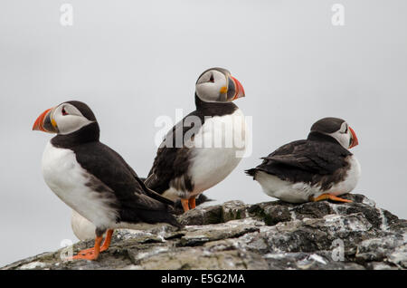 Drei Papageientaucher Stockfoto