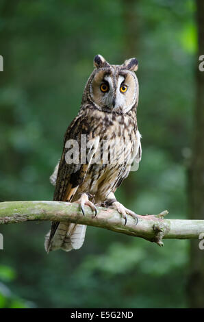 Lange eared Eule auf AST thront Stockfoto