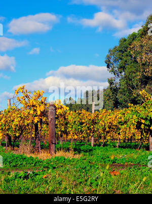 Weinreben im Herbst im Weingut Weingut, aufgenommen im Barossa Valley, South Australia. Stockfoto