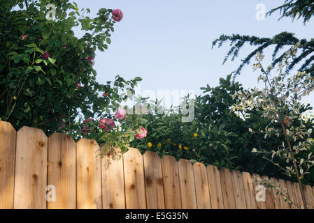 Ansicht des Zauns im heimischen Garten Stockfoto