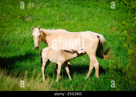 Weiße Pferde Stute und Fohlen, ernähren sich von Muttermilch Stockfoto