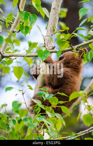 Wilde braun gefärbt Black Bear Cub Klettern in einer Baumkrone Jasper Nationalpark, Alberta, Kanada Stockfoto