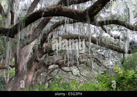 Majestätischen südlichen Moos bedeckt Eichen Stockfoto