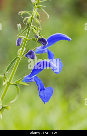 Salvia Patens Blume. Enzian-Salbei. Stockfoto