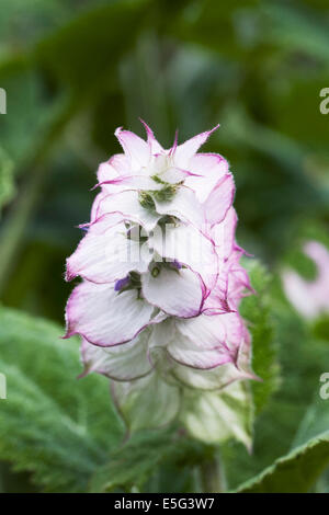 Salvia Sclarea Blume. Stockfoto