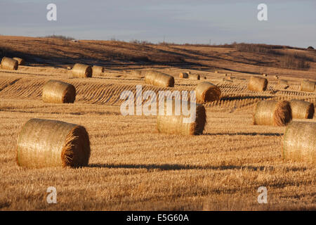 Rundballen Sammlung im Westen zentralen Saskatchewan warten. Stockfoto