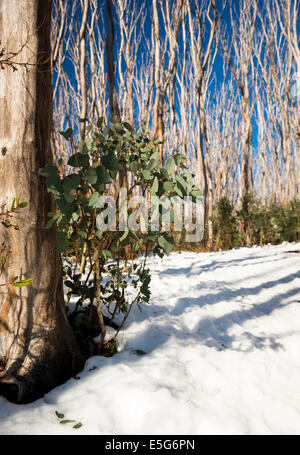 Gum-Baum mit nachwachsen sprießen neue Leben nach verbrannt durch Buschfeuer Stockfoto