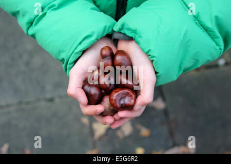 Ein kleiner Junge hält eine Handvoll Conkers (Rosskastanie Korn) Stockfoto