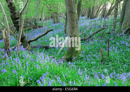 Feder Englisch Bluebells in Buche Wald in der Nähe von Turners Hill in West Sussex Stockfoto