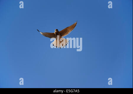 Turmfalke Stockfoto