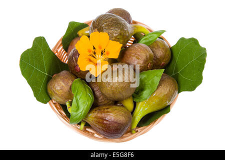 Süße Feigen jetzt in meinem Garten geerntet Stockfoto