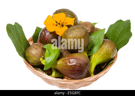 Süße Feigen jetzt in meinem Garten geerntet Stockfoto