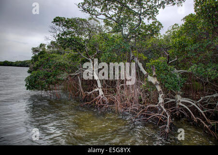 Mangroven im Manteee County im Robinson bewahren Stockfoto