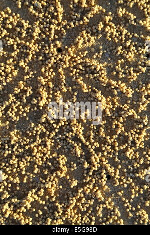 Sand Bubbler Krabbe Burrows und die überhöhten Sand Pellets aus ihrer Nahrungssuche ergeben. Stockfoto