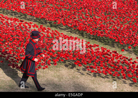 London, UK. 30. Juli 2014. Ein Yeoman Warder auf dem Gebiet der Keramik Mohnblumen. Ein Feld von Keramik Mohn wird von Freiwilligen in den Wassergraben des Tower of London gepflanzt. Es wird schließlich bestehen aus 888.246 Mohn, jeweils ein britischer oder Kolonialsoldaten während des ersten Weltkrieges gefallen. Bildnachweis: Nick Savage/Alamy Live-Nachrichten Stockfoto