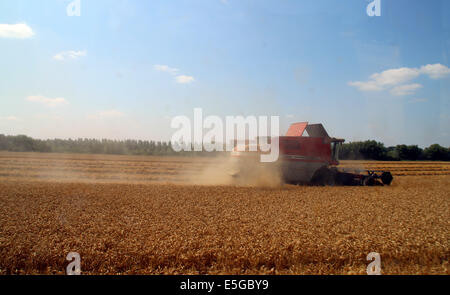 Nuneham Courtenay, Oxfordshire, Vereinigtes Königreich. 30. Juli 2014. Weizenernte auf Nuneham Courtenay. Bildnachweis: Shane Leach / Alamy Live News Stockfoto