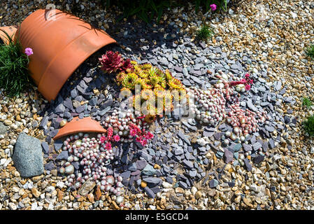 Florale Bild in einem kleinen Garten mit Terrakotta Töpfe Schiefer Kies und kleine Pflanzen Stockfoto