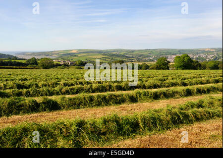 Landwirtschaftlichen Bereich mit Heu zerbrach Hilfe trocknen in der Nähe von Cardigan, Wales, UK Stockfoto